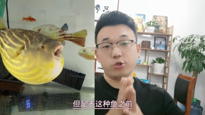 狗頭魚多少錢一條最最便宜：大塘養殖狗頭魚純利潤8萬元/畝以上狗頭魚我也買得起了