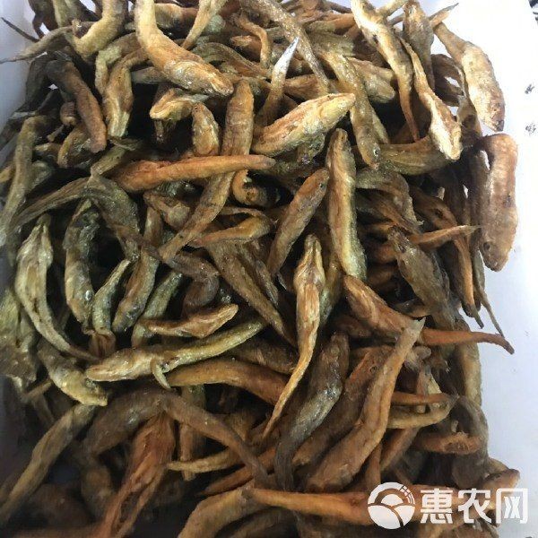 狗頭魚多少錢一條最最便宜：大塘養殖狗頭魚純利潤8萬元/畝以上狗頭魚我也買得起了
