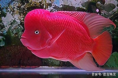 紅臨天下觀賞魚：“紅臨天下觀賞魚”觀賞魚的焦點與靈動優雅的一面 紅臨天下觀賞魚：“紅臨天下觀賞魚”觀賞魚的焦點與靈動優雅的一面 龍魚論壇 第5張