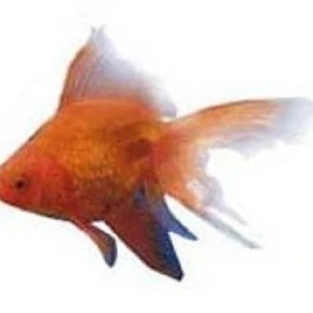 紅臨天下觀賞魚：“紅臨天下觀賞魚”觀賞魚的焦點與靈動優雅的一面 紅臨天下觀賞魚：“紅臨天下觀賞魚”觀賞魚的焦點與靈動優雅的一面 龍魚論壇 第2張