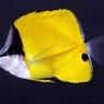 皇家火箭魚為何是雜魚：盤點15種兇悍的火箭魚,不是每種寵物魚都能與龍魚混養 皇家火箭魚為何是雜魚：盤點15種兇悍的火箭魚,不是每種寵物魚都能與龍魚混養 龍魚論壇 第1張