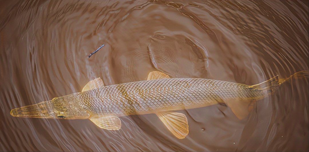 皇家火箭魚為何是雜魚：盤點15種兇悍的火箭魚,不是每種寵物魚都能與龍魚混養 皇家火箭魚為何是雜魚：盤點15種兇悍的火箭魚,不是每種寵物魚都能與龍魚混養 龍魚論壇 第11張