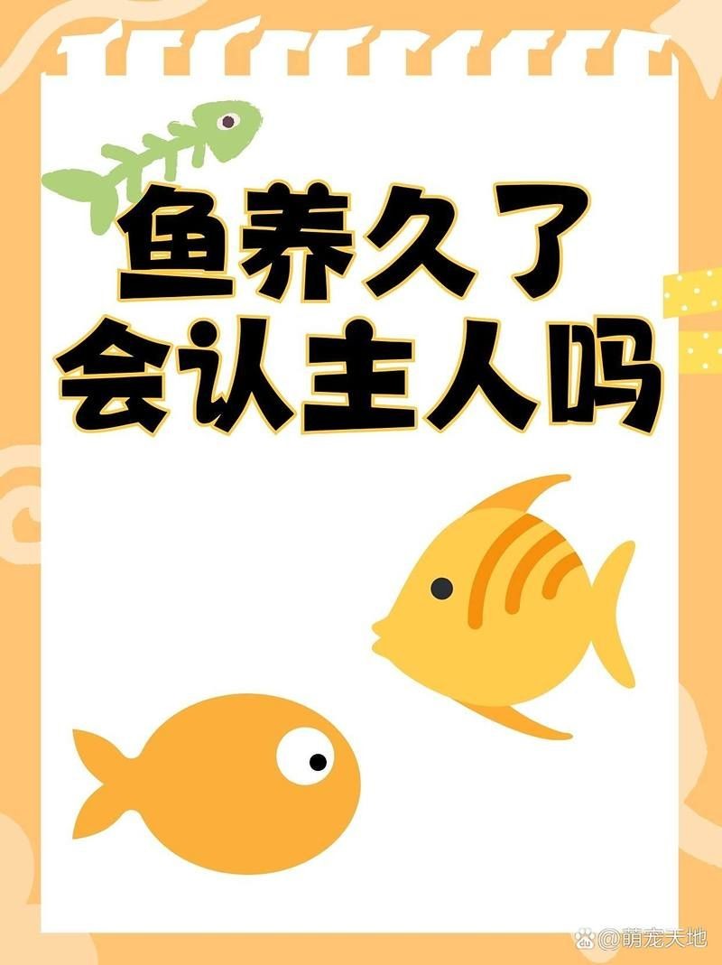 火鳳凰魚認主人的表現(xiàn)：火鳳凰魚的認主能力 火鳳凰魚認主人的表現(xiàn)：火鳳凰魚的認主能力 龍魚論壇 第4張