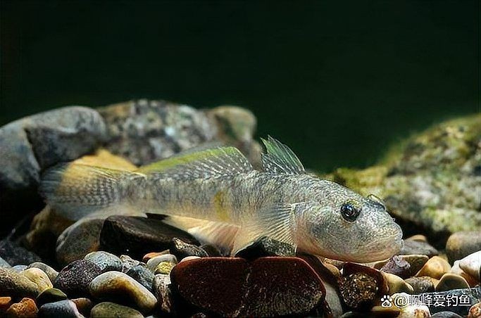 海里像趴地虎一樣的是什么魚：如何區分海洋中的“趴地虎”？