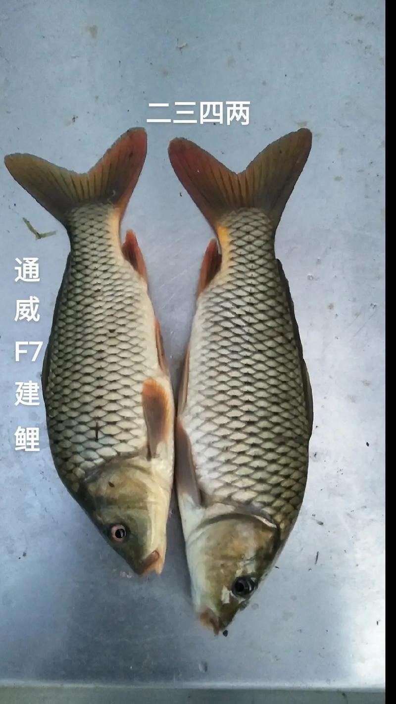 建鯉圖片：“建鯉圖片”聚焦于展示建鯉