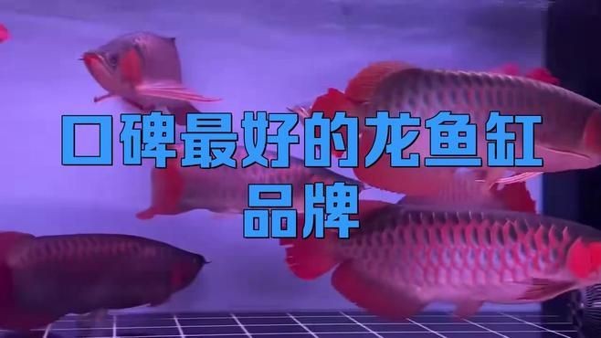 中國龍魚10大品牌介紹：中國十大頂級龍魚缸品牌