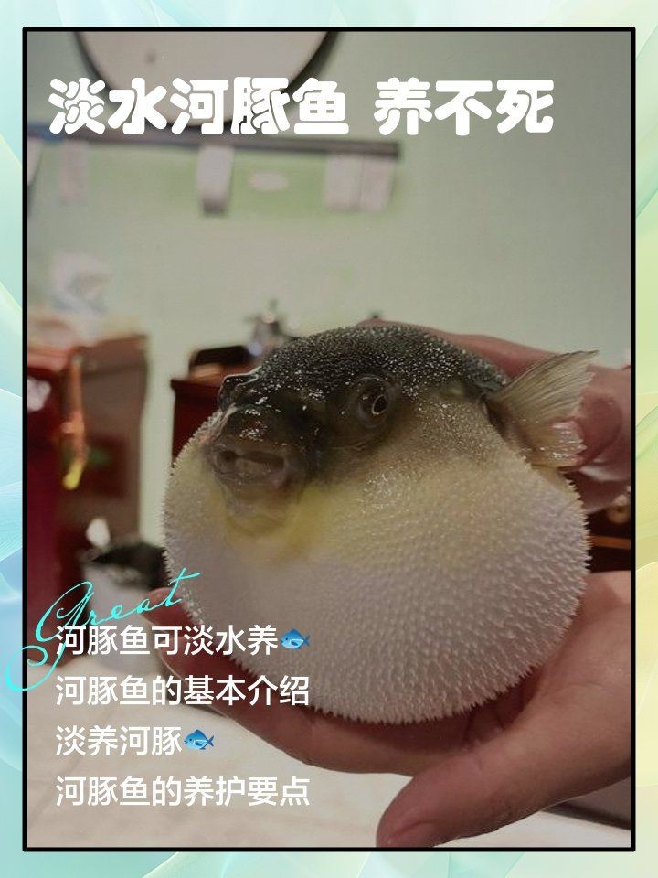 河豚可以用淡水養(yǎng)嗎：河豚能否用淡水養(yǎng)殖？ 河豚可以用淡水養(yǎng)嗎：河豚能否用淡水養(yǎng)殖？ 龍魚論壇 第6張