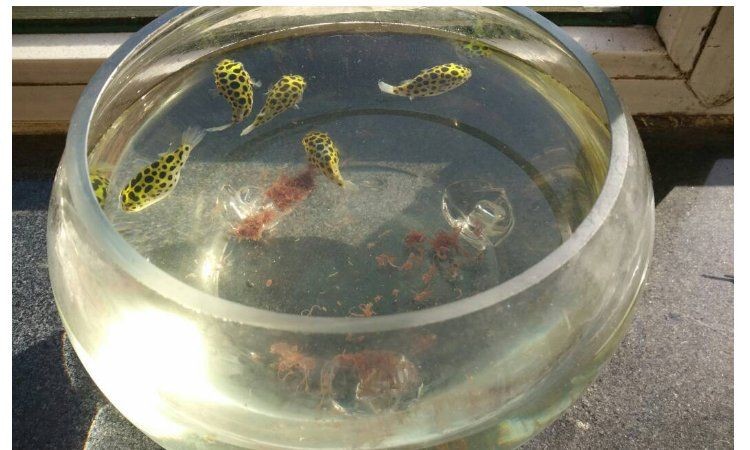 河豚可以用淡水養(yǎng)嗎：河豚能否用淡水養(yǎng)殖？ 河豚可以用淡水養(yǎng)嗎：河豚能否用淡水養(yǎng)殖？ 龍魚論壇 第17張