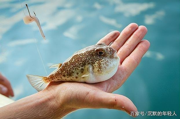 河豚可以用淡水養(yǎng)嗎：河豚能否用淡水養(yǎng)殖？ 河豚可以用淡水養(yǎng)嗎：河豚能否用淡水養(yǎng)殖？ 龍魚論壇 第8張