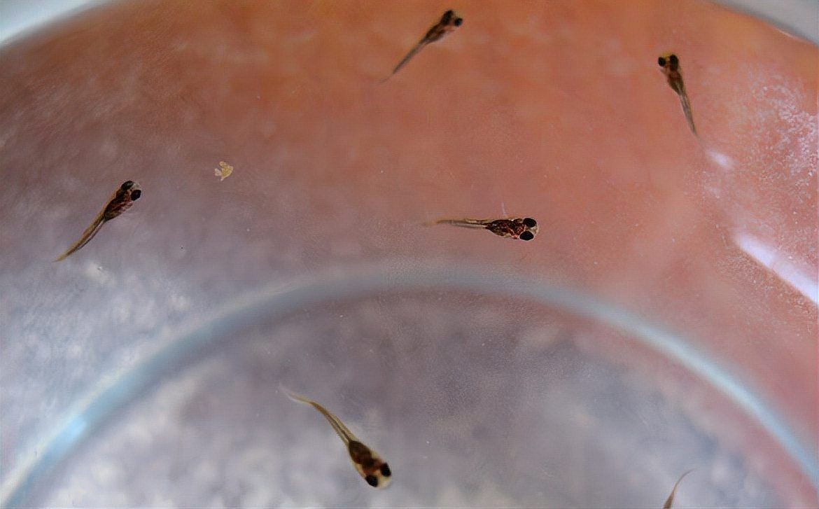 孔雀魚多久喂一次:孔雀魚喂養策略 龍魚百科 第1張 孔雀魚多久喂一次:孔雀魚喂養策略 孔雀魚多久喂一次:孔雀魚喂養策略 龍魚百科 第1張