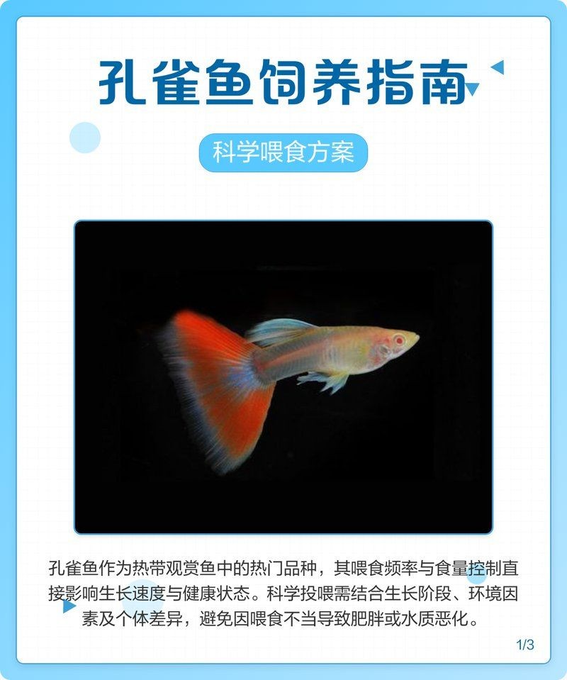 孔雀魚多久喂一次:孔雀魚喂養策略 龍魚百科 第7張 孔雀魚多久喂一次:孔雀魚喂養策略 孔雀魚多久喂一次:孔雀魚喂養策略 龍魚百科 第7張