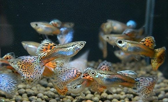 孔雀魚多久喂一次:孔雀魚喂養策略 龍魚百科 第15張 孔雀魚多久喂一次:孔雀魚喂養策略 孔雀魚多久喂一次:孔雀魚喂養策略 龍魚百科 第15張