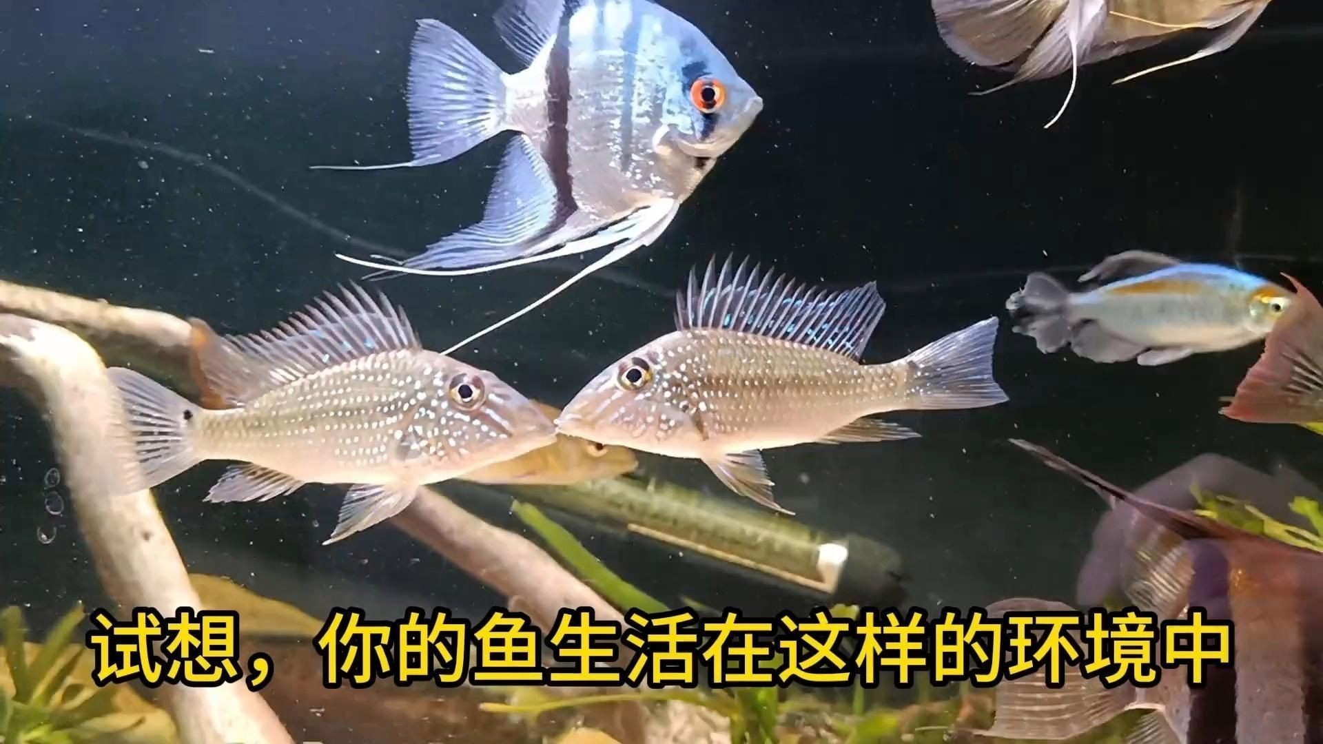 買了就后悔的加熱棒品牌：買了就后悔的加熱棒品牌yee魚缸加熱棒質量堪憂看熱鬧不嫌事大