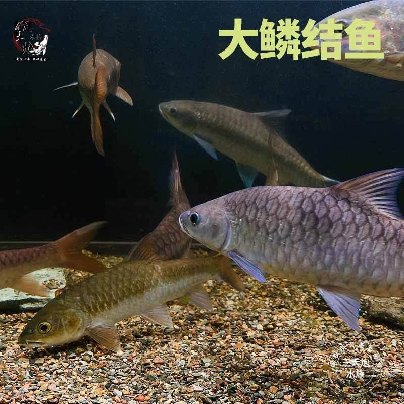 吉羅魚養(yǎng)幾條最好：關(guān)于吉羅魚養(yǎng)殖吉羅魚的最佳養(yǎng)殖數(shù)量及風(fēng)水講究等多重因素