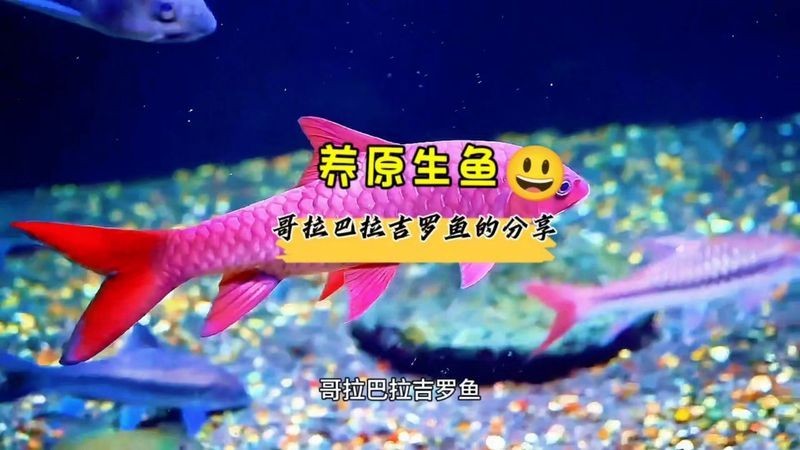 吉羅魚養(yǎng)幾條最好：關(guān)于吉羅魚養(yǎng)殖吉羅魚的最佳養(yǎng)殖數(shù)量及風(fēng)水講究等多重因素