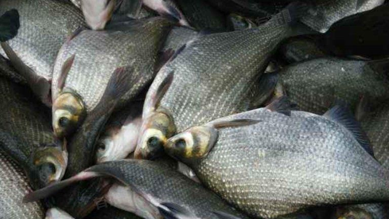 海鳊魚為何要少吃：海鳊魚為什么要少吃呂和,鳊魚為何要少吃