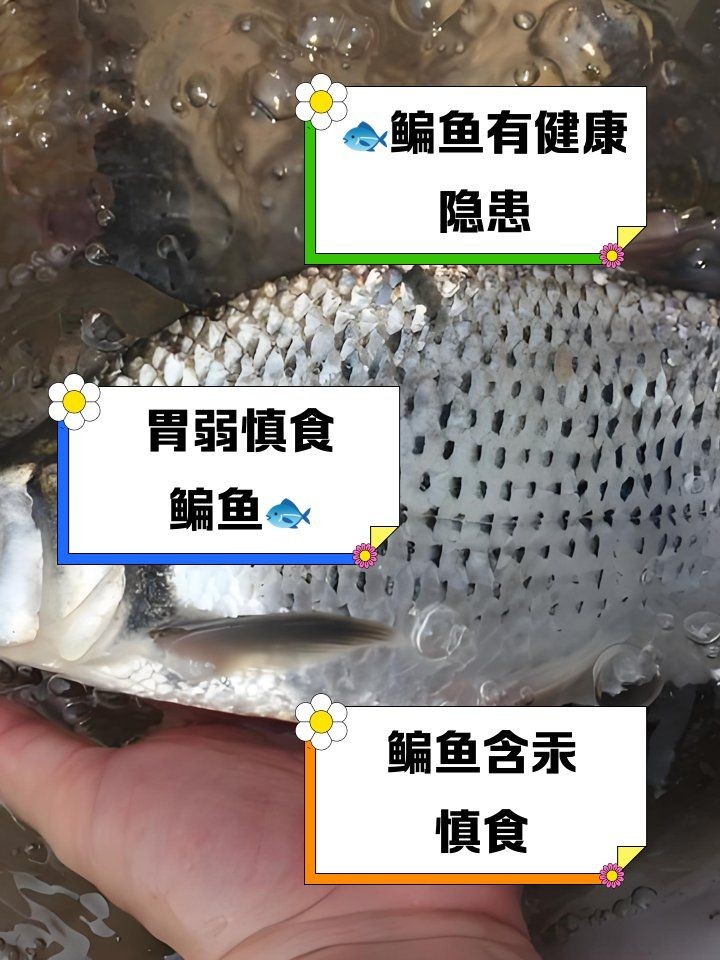 海鳊魚為何要少吃：海鳊魚為什么要少吃呂和,鳊魚為何要少吃