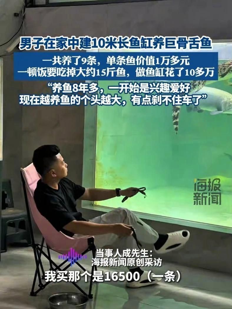 巨骨舌魚海象能養嗎：“巨骨舌魚海象能養嗎”巨骨舌魚與海象的飼養令行性