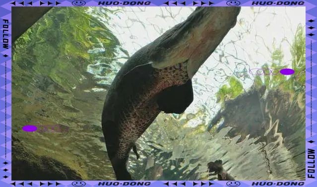 巨骨舌魚海象能養嗎：“巨骨舌魚海象能養嗎”巨骨舌魚與海象的飼養令行性