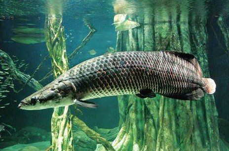巨骨舌魚海象能養嗎：“巨骨舌魚海象能養嗎”巨骨舌魚與海象的飼養令行性