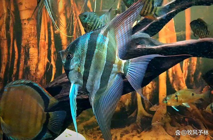 巨骨舌魚海象能養嗎：“巨骨舌魚海象能養嗎”巨骨舌魚與海象的飼養令行性