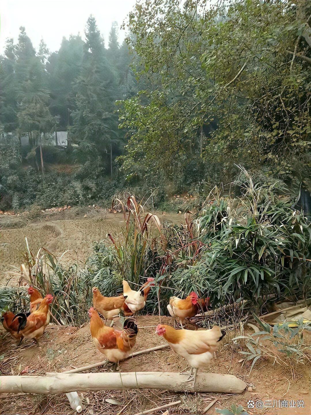 國家扶持的養殖項目：國家扶持養殖項目聚焦畜禽、水產及特種經濟動物等領域