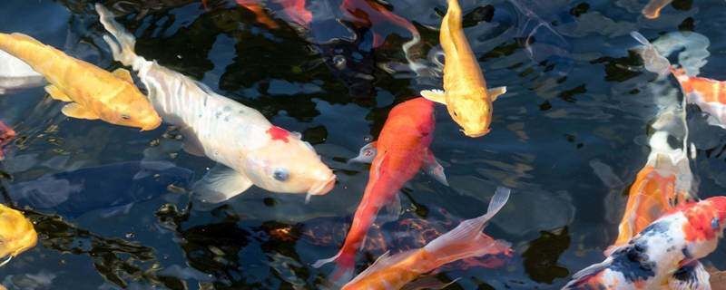 假白錦鯉是什么魚：“假白錦鯉”并非生物學上的正式名稱