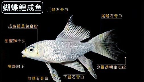 假白錦鯉是什么魚：“假白錦鯉”并非生物學上的正式名稱