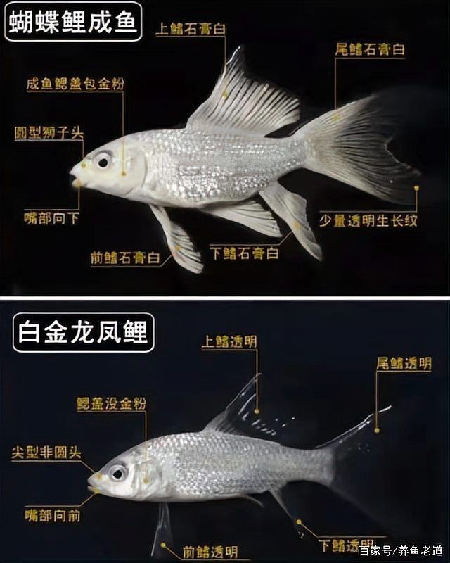 假白錦鯉是什么魚：“假白錦鯉”并非生物學上的正式名稱