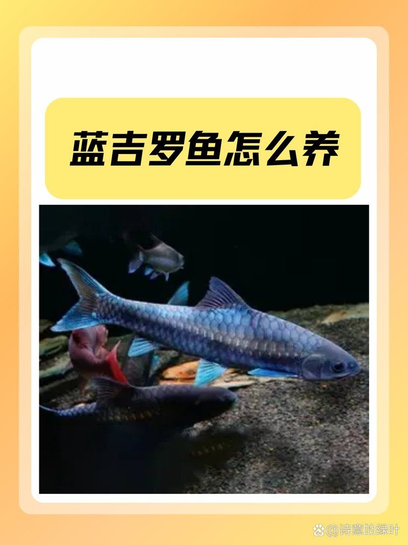 吉羅魚混養最佳搭配：吉羅魚混養的科學方法與實踐經驗,藍吉羅魚怎么養
