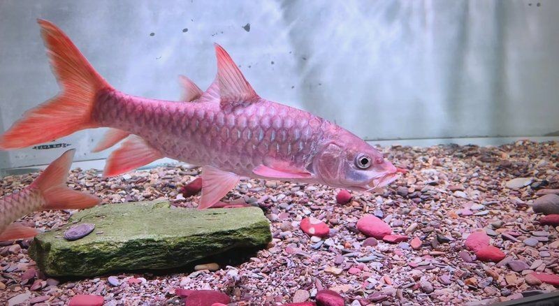吉羅魚混養最佳搭配：吉羅魚混養的科學方法與實踐經驗,藍吉羅魚怎么養