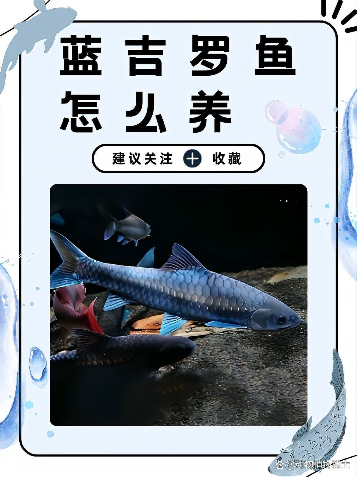 吉羅魚混養最佳搭配：吉羅魚混養的科學方法與實踐經驗,藍吉羅魚怎么養