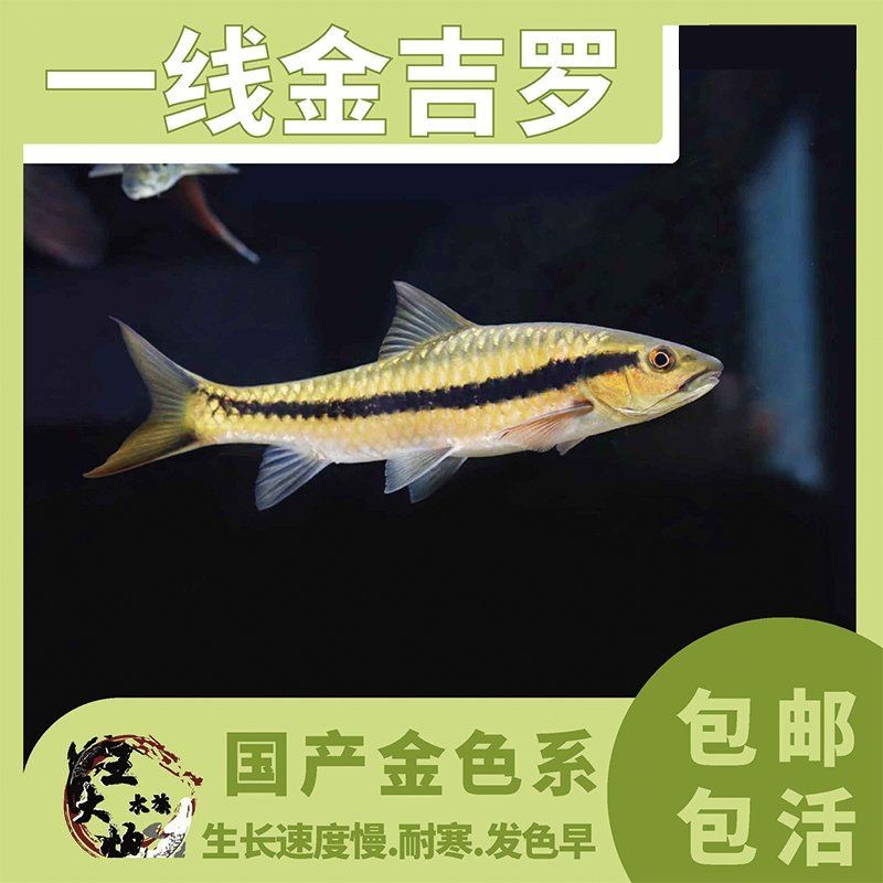 吉羅魚混養最佳搭配：吉羅魚混養的科學方法與實踐經驗,藍吉羅魚怎么養