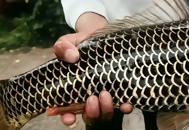 中國野生龍魚：中國野生龍魚主要分布于東南帶地區，但存在以下兩種情況