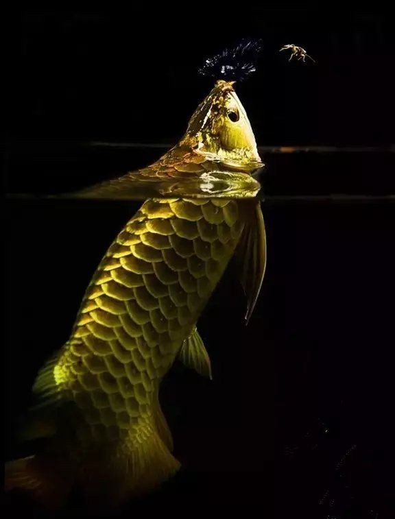 中國野生龍魚：中國野生龍魚主要分布于東南帶地區，但存在以下兩種情況