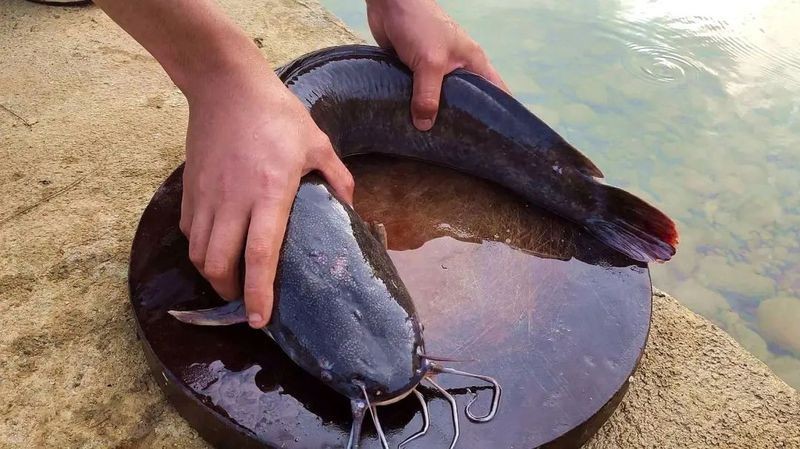 狗魚為什么不建議吃：狗魚市場最臟的4種魚盡量少給家人吃盡量少給家人吃