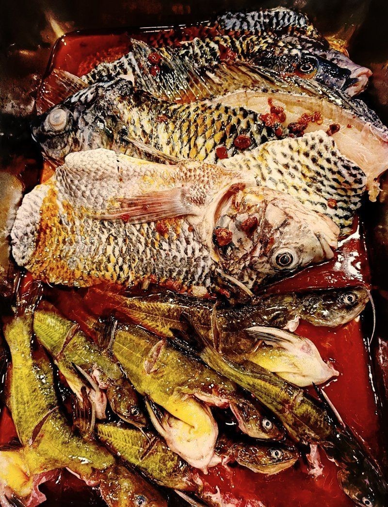 廣元龍魚(yú)店：**《廣元龍魚(yú)店：都市中的水下藝術(shù)殿堂》