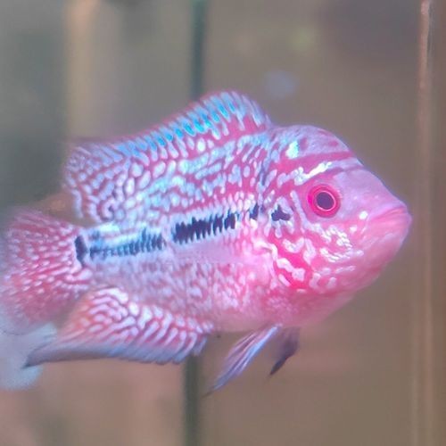 火鳳凰觀賞魚圖片：*《火鳳凰觀賞魚圖片》*，火鳳凰觀賞魚