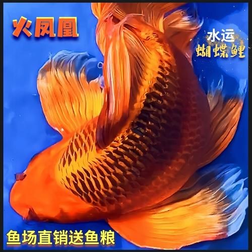 火鳳凰觀賞魚圖片：*《火鳳凰觀賞魚圖片》*，火鳳凰觀賞魚
