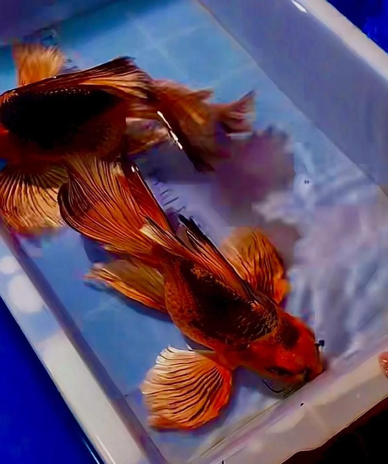 火鳳凰觀賞魚圖片：*《火鳳凰觀賞魚圖片》*，火鳳凰觀賞魚