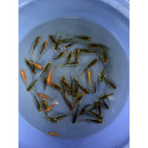 火鳳凰觀賞魚圖片：*《火鳳凰觀賞魚圖片》*，火鳳凰觀賞魚
