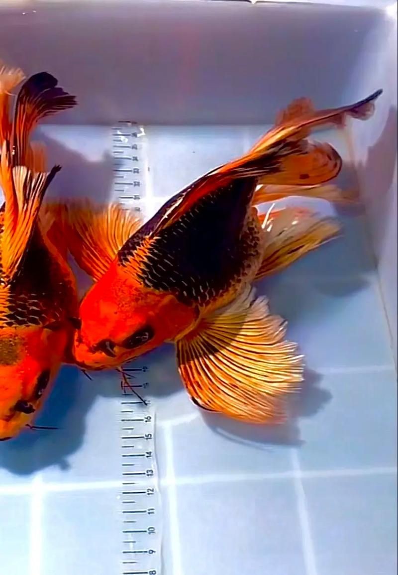 火鳳凰觀賞魚圖片：*《火鳳凰觀賞魚圖片》*，火鳳凰觀賞魚