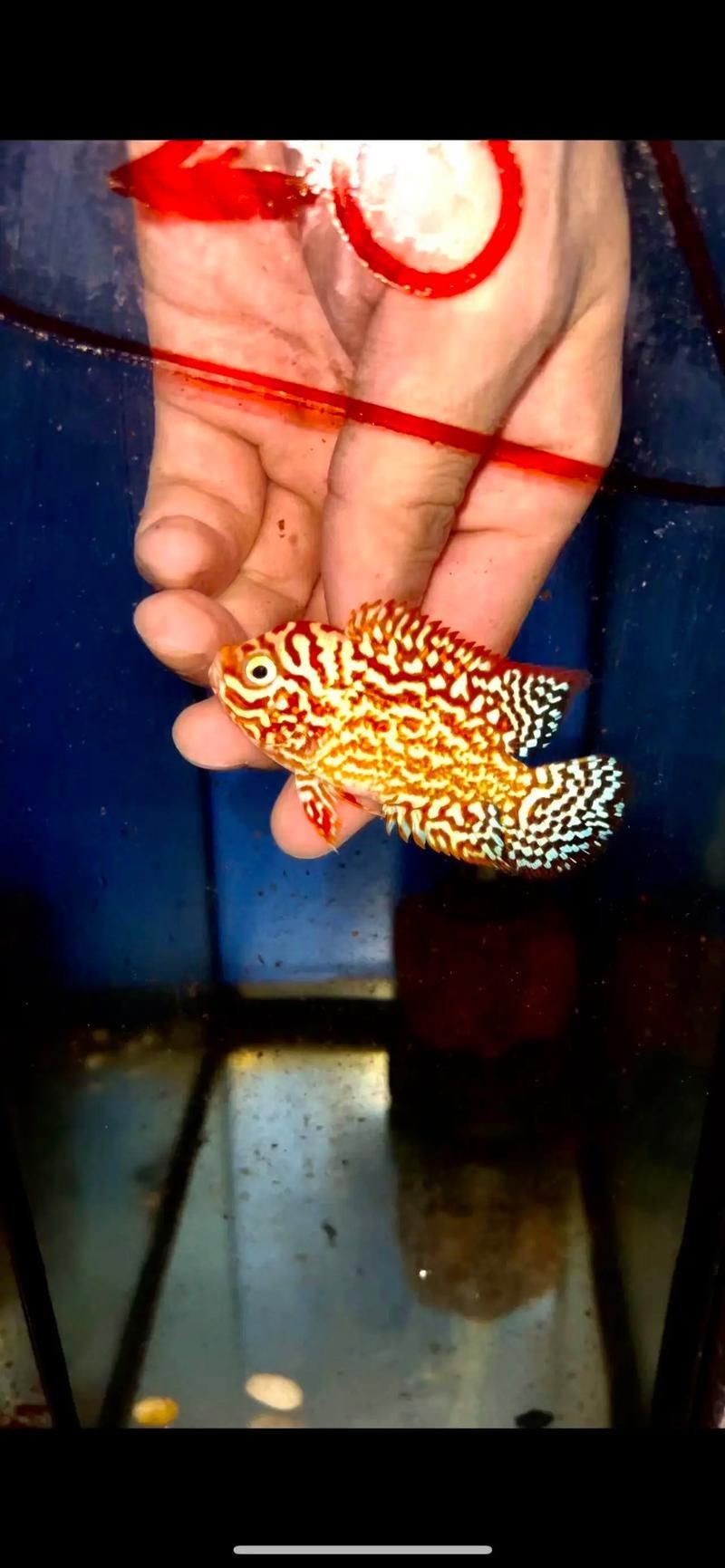 火鳳凰觀賞魚圖片：*《火鳳凰觀賞魚圖片》*，火鳳凰觀賞魚