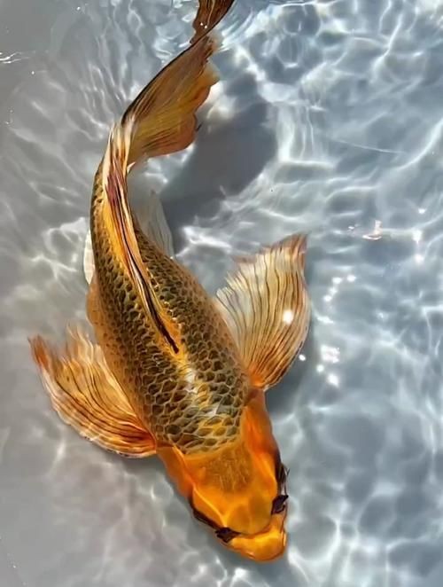 火鳳凰觀賞魚圖片：*《火鳳凰觀賞魚圖片》*，火鳳凰觀賞魚