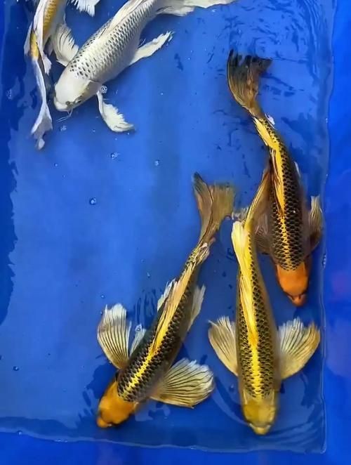 火鳳凰觀賞魚圖片：*《火鳳凰觀賞魚圖片》*，火鳳凰觀賞魚
