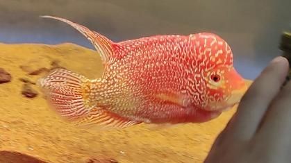 火鳳凰觀賞魚圖片：*《火鳳凰觀賞魚圖片》*，火鳳凰觀賞魚