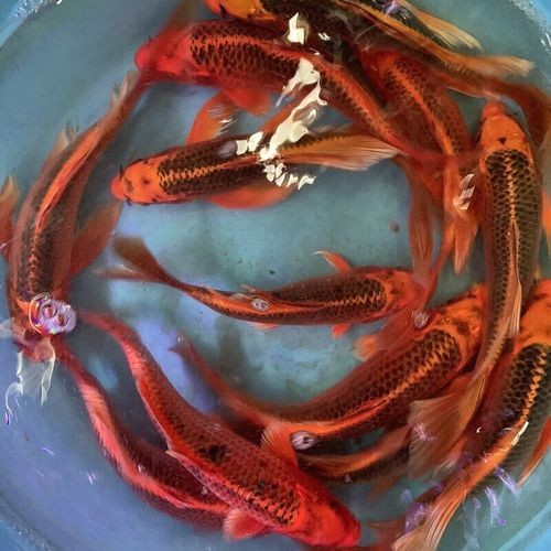 火鳳凰觀賞魚圖片：*《火鳳凰觀賞魚圖片》*，火鳳凰觀賞魚