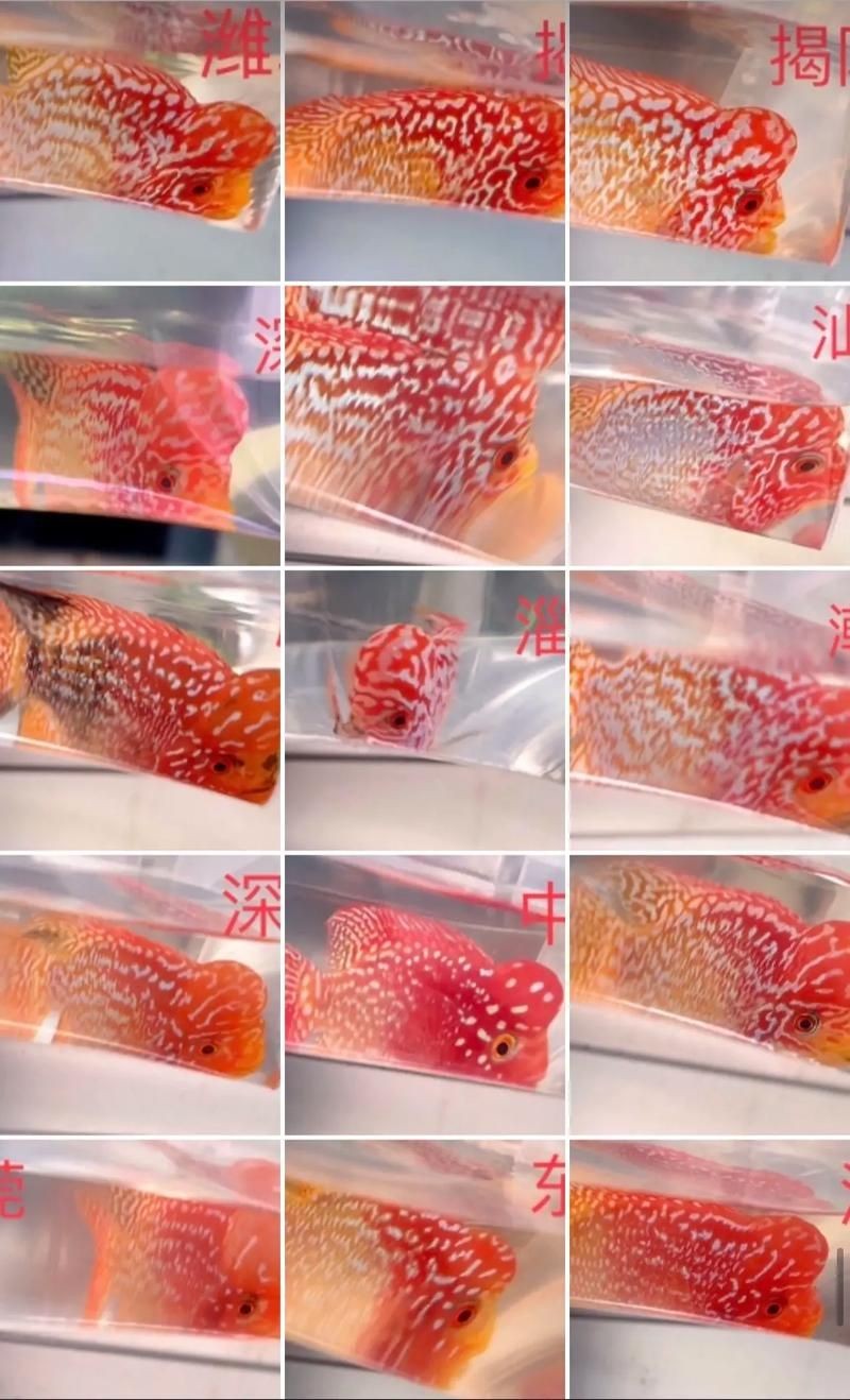 火鳳凰觀賞魚圖片：*《火鳳凰觀賞魚圖片》*，火鳳凰觀賞魚