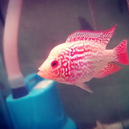 火鳳凰觀賞魚圖片：*《火鳳凰觀賞魚圖片》*，火鳳凰觀賞魚