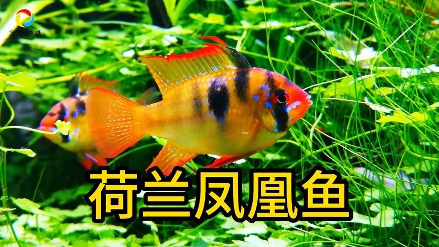 火鳳凰觀賞魚圖片：*《火鳳凰觀賞魚圖片》*，火鳳凰觀賞魚